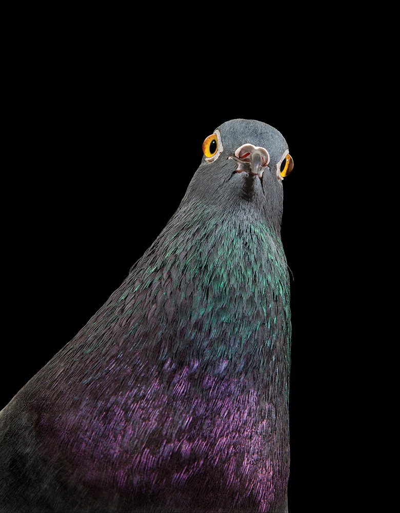 Do these photos change your view of pigeons? via BBC News