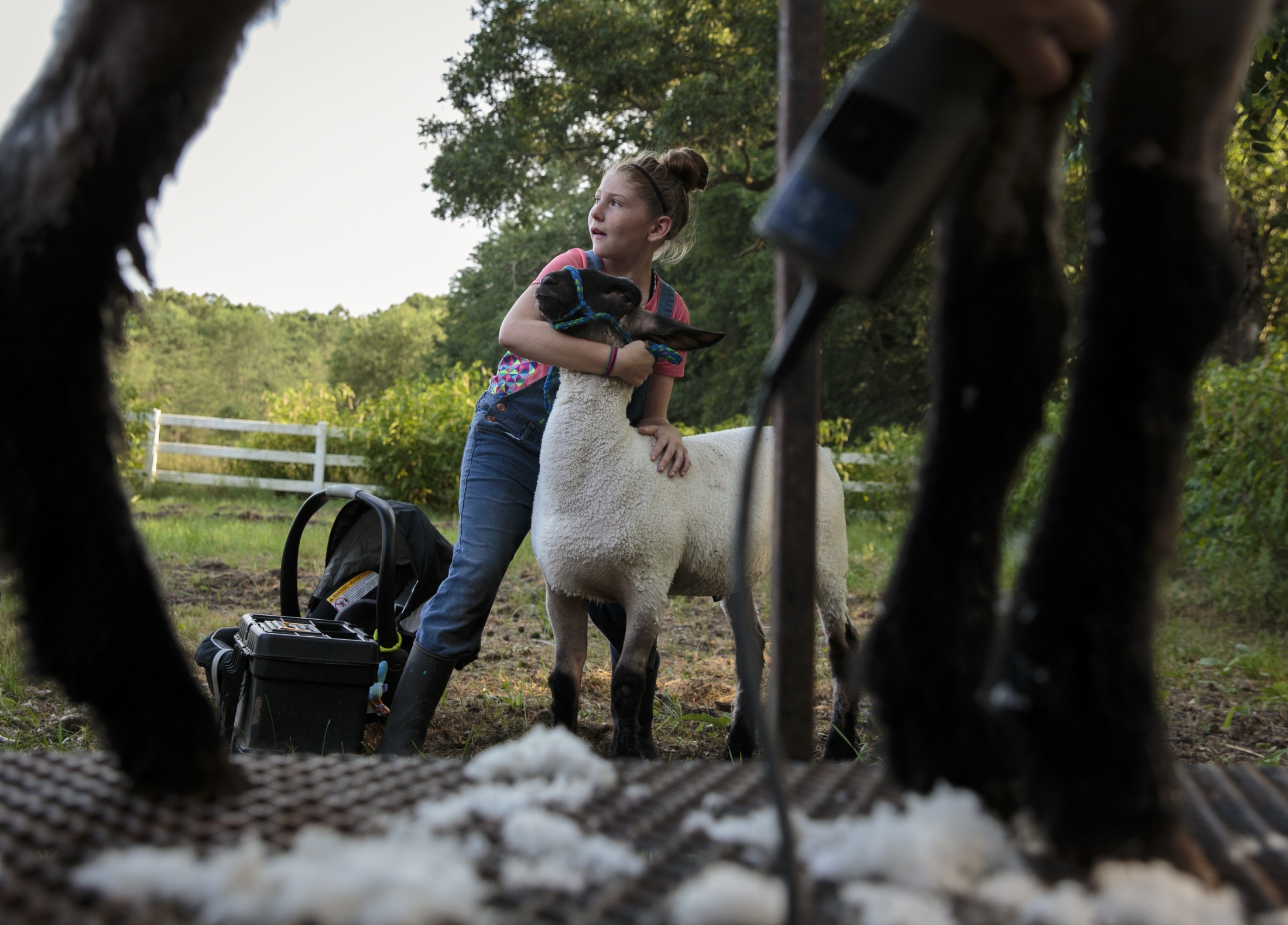 Back to the Land - Mackenzie holds her sheep Gunter while her other sheep,...