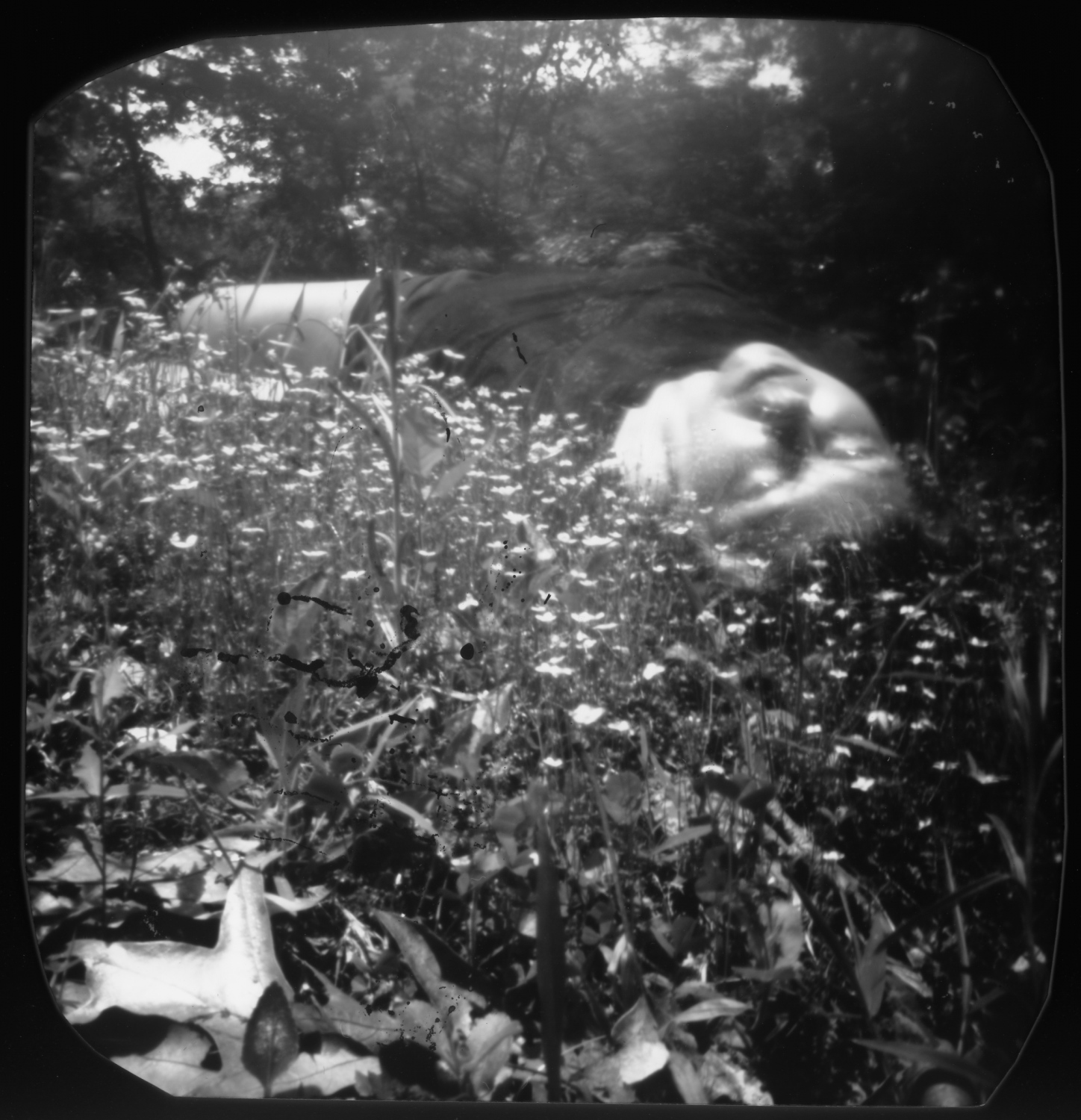 Art and Documentary Photography - Loading PenwoodFlowers1Posi__.jpg