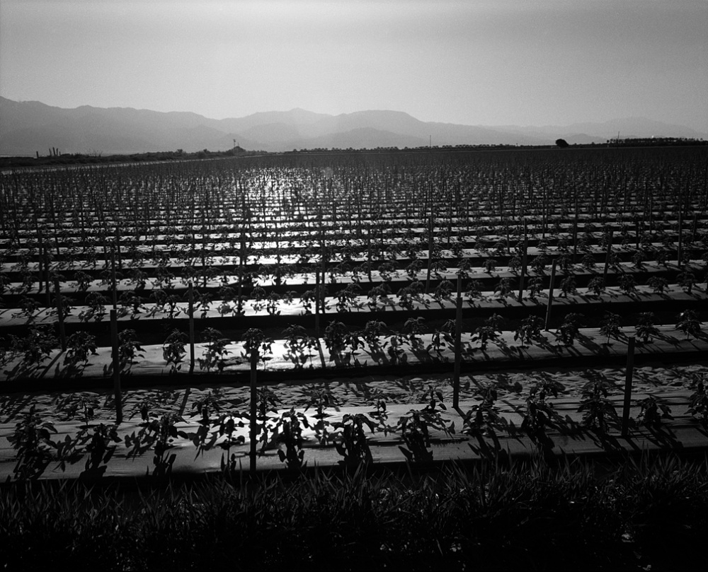 Art and Documentary Photography - Loading 20110412_PepperField.jpg