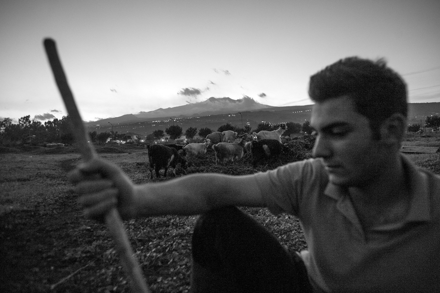  Etna Valley, Sicily. A field w...astiano&#39;s sheep graze. 