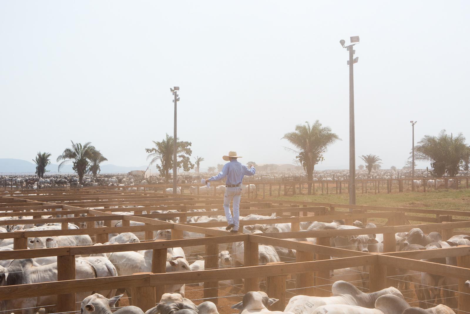 A cowboy walking between the co...rda, Mato Grosso, Brazil, 2015.