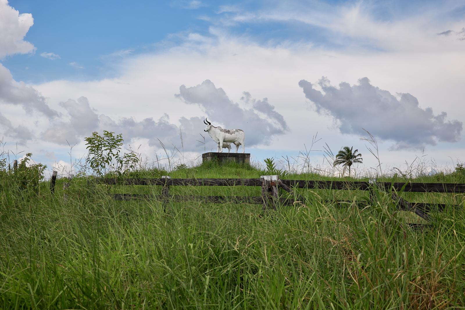 A zebu cow statue at BR155 road...the country. Para, Brazil, 2023