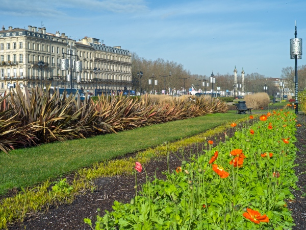 Image from Winter Poppies of Bordeaux