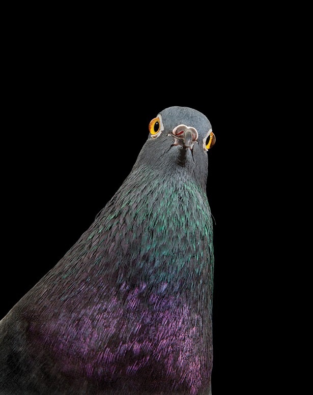 On the Cover: Andrew Garn's Photograph of New York Pigeon, Fido 