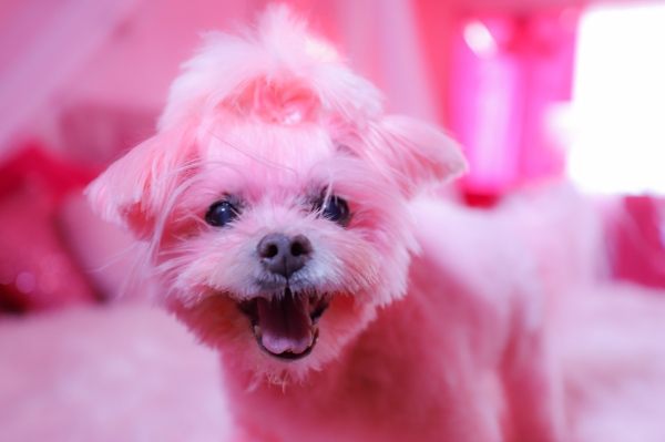 Image from The Pink Lady of Hollywood -  "Kisses", Her fancy fur is colored with beet...