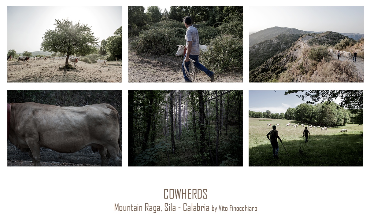 Art and Documentary Photography - Loading cowherds.jpg