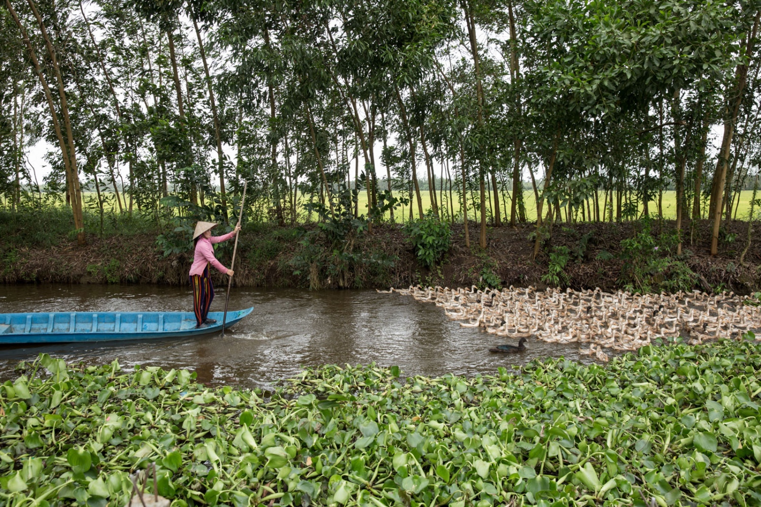  A farmer called Ho The Kieu rounds up her ducks to return them to their pen further down the...