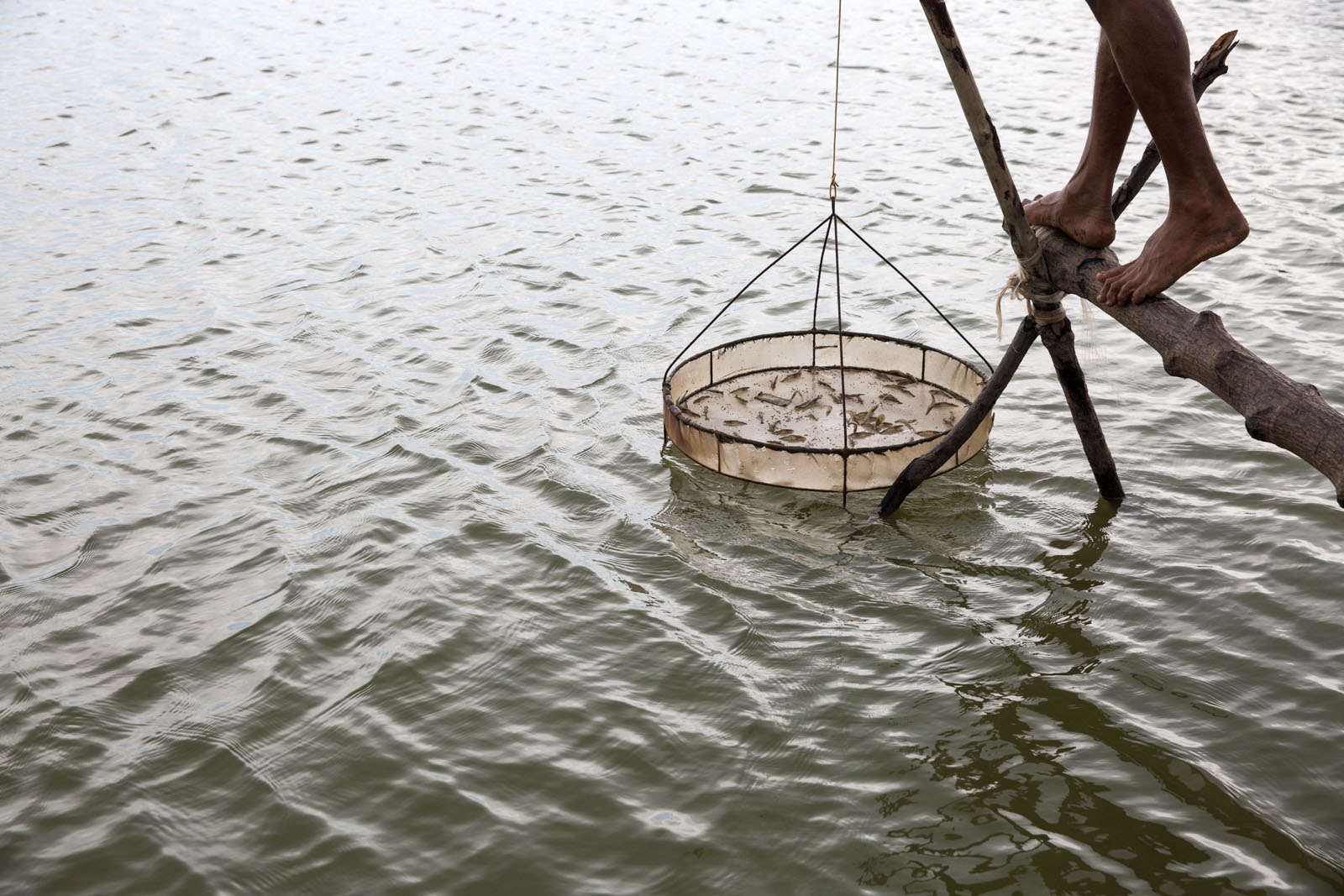 A DAMAGED DELTA -  A shrimp farmer raises a net to look at the size of his...
