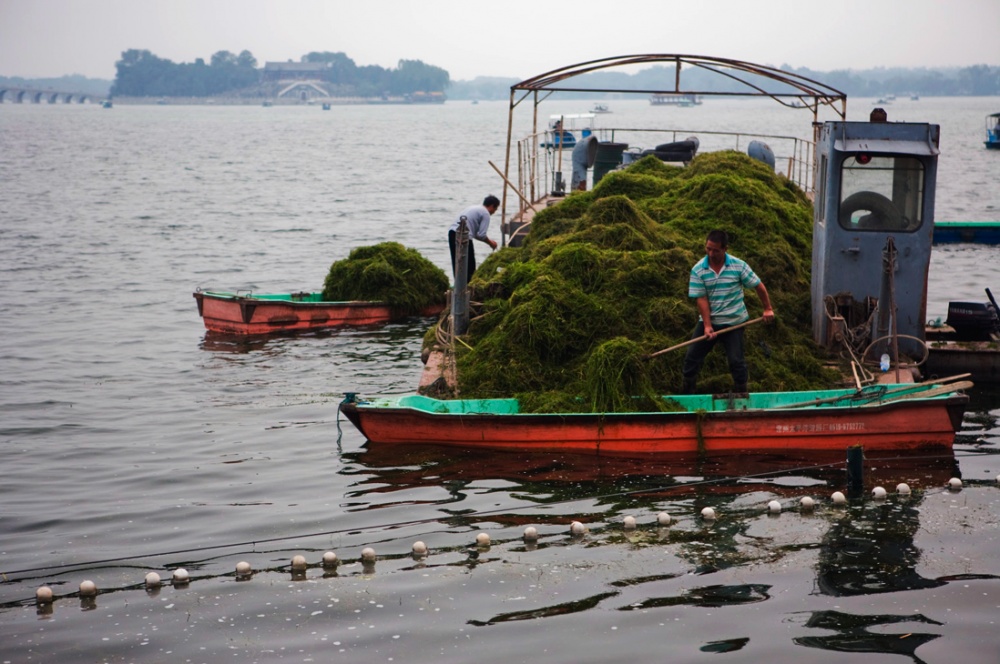 East East East China - Trabajadores retiran algas del lago artificial frente al...