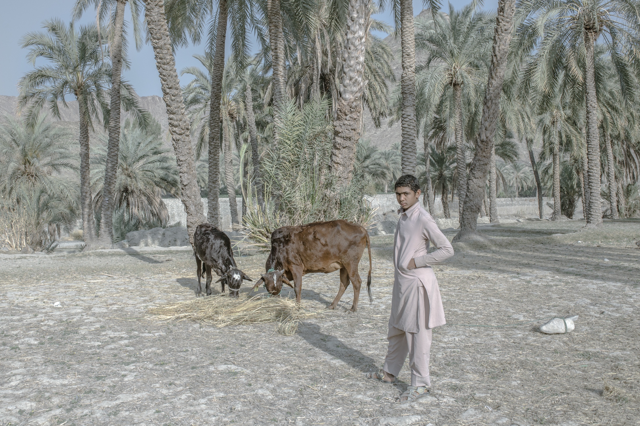 IN THE DESERT OF WETLANDS -   Hamid, 16, helps his father with animal husbandry. He...