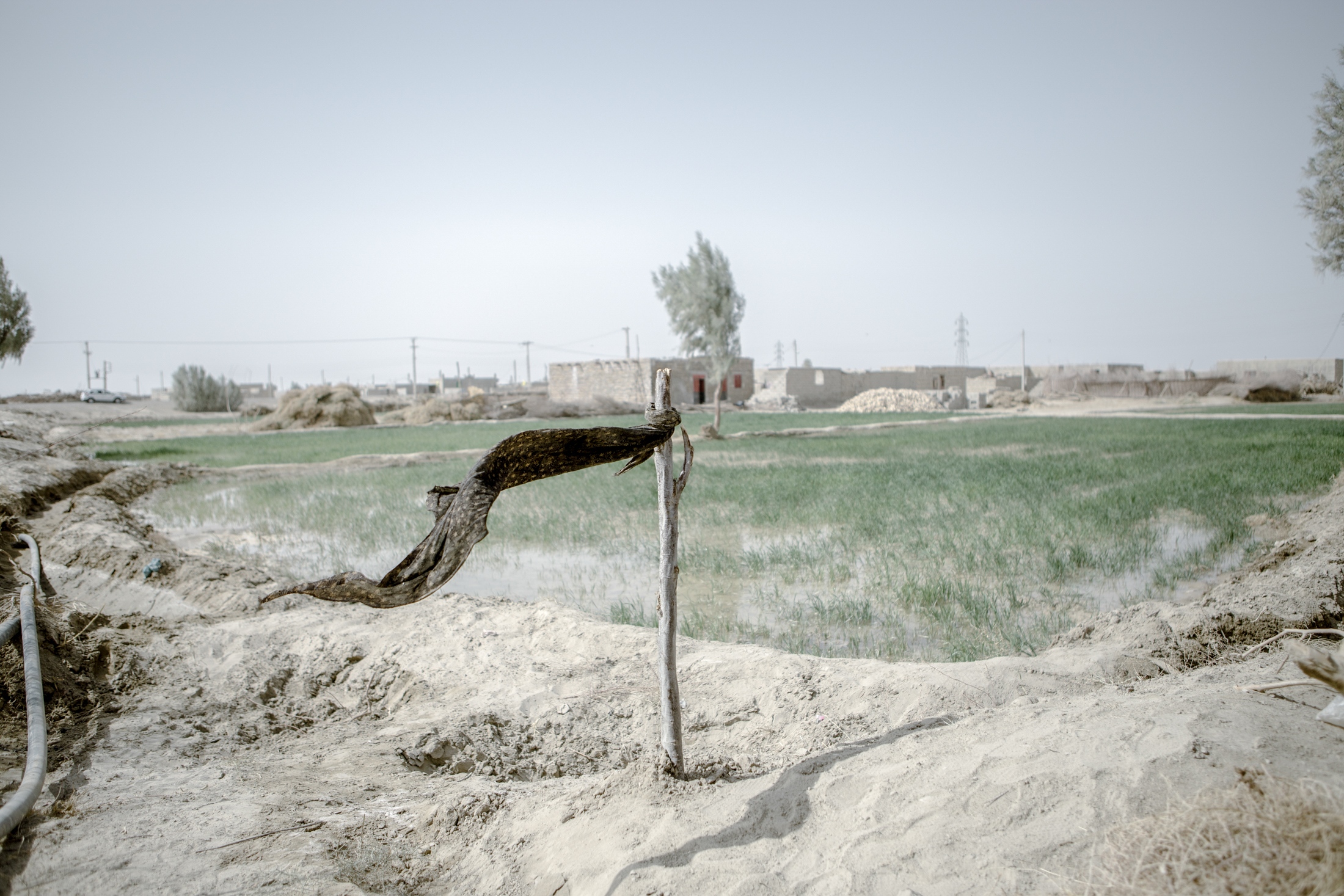 IN THE DESERT OF WETLANDS -   The irony that surrounds Sistan and Balouchestan is...