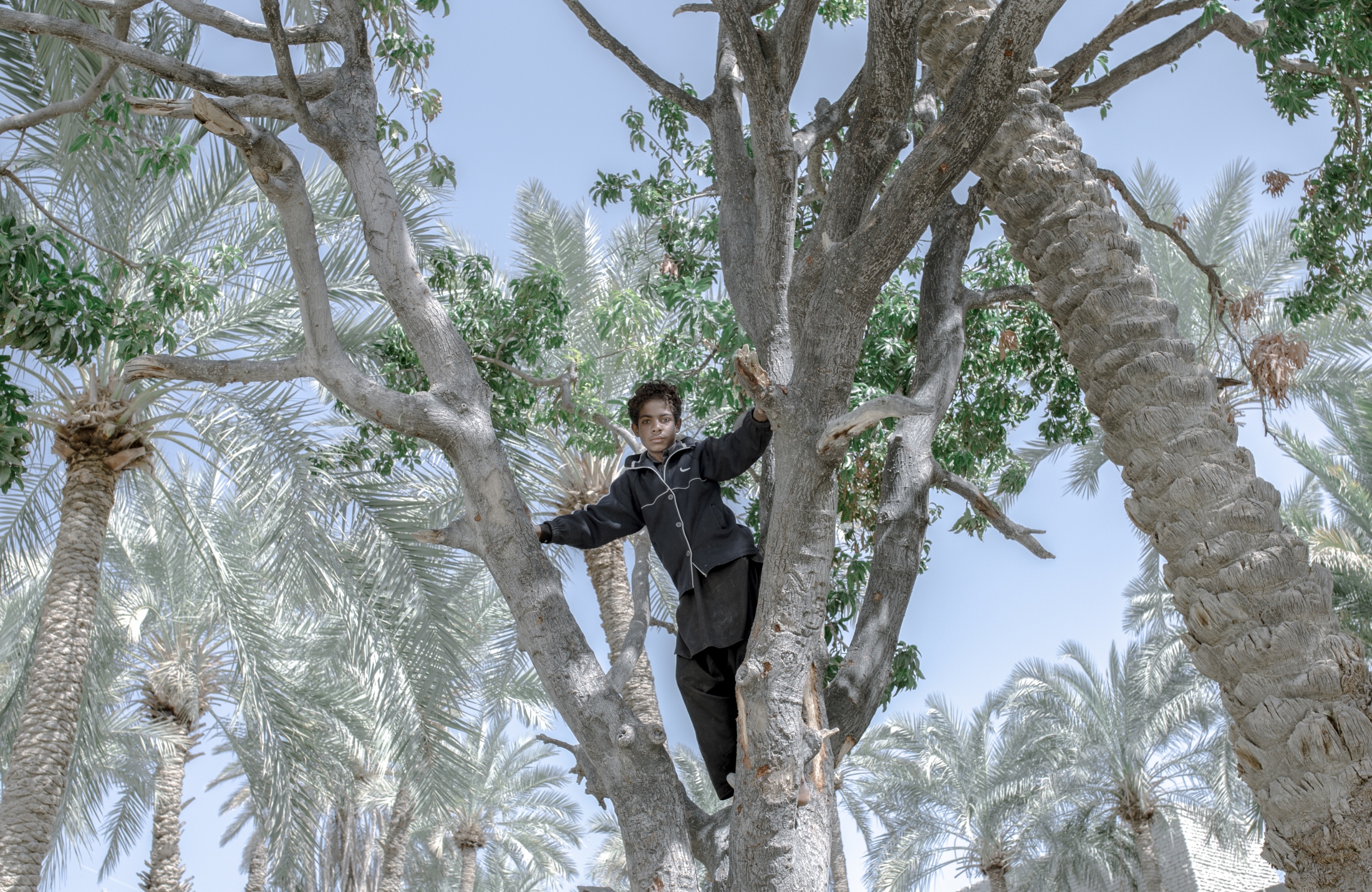 IN THE DESERT OF WETLANDS - A boy from the village of Kumitak climbs a date tree next...