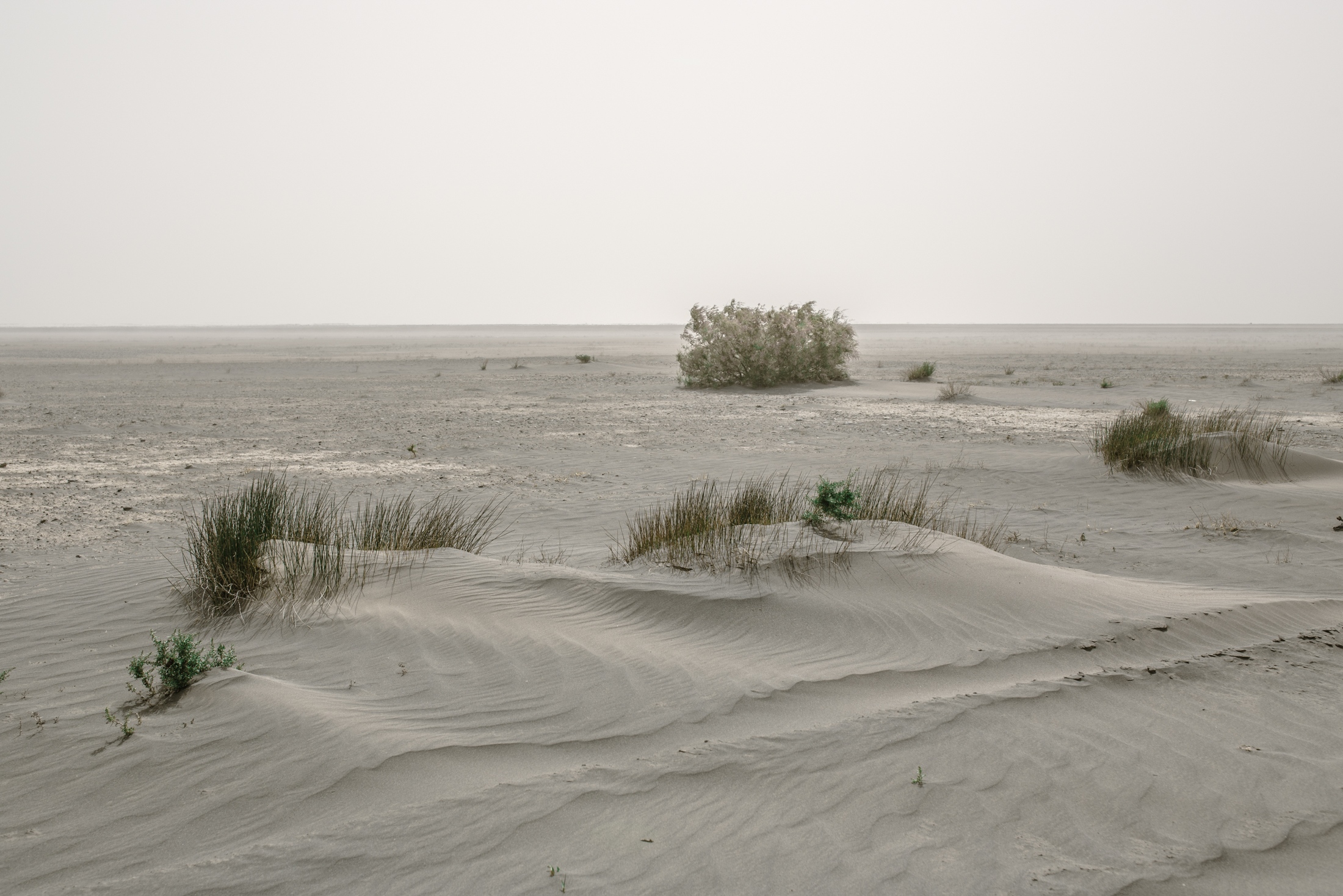 IN THE DESERT OF WETLANDS -   Wind of 120 days is a strong summer wind that blows...
