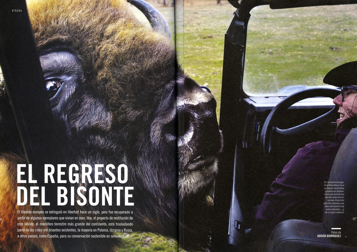 Thumbnail of Restoring Bison at Muy Interesante magazine