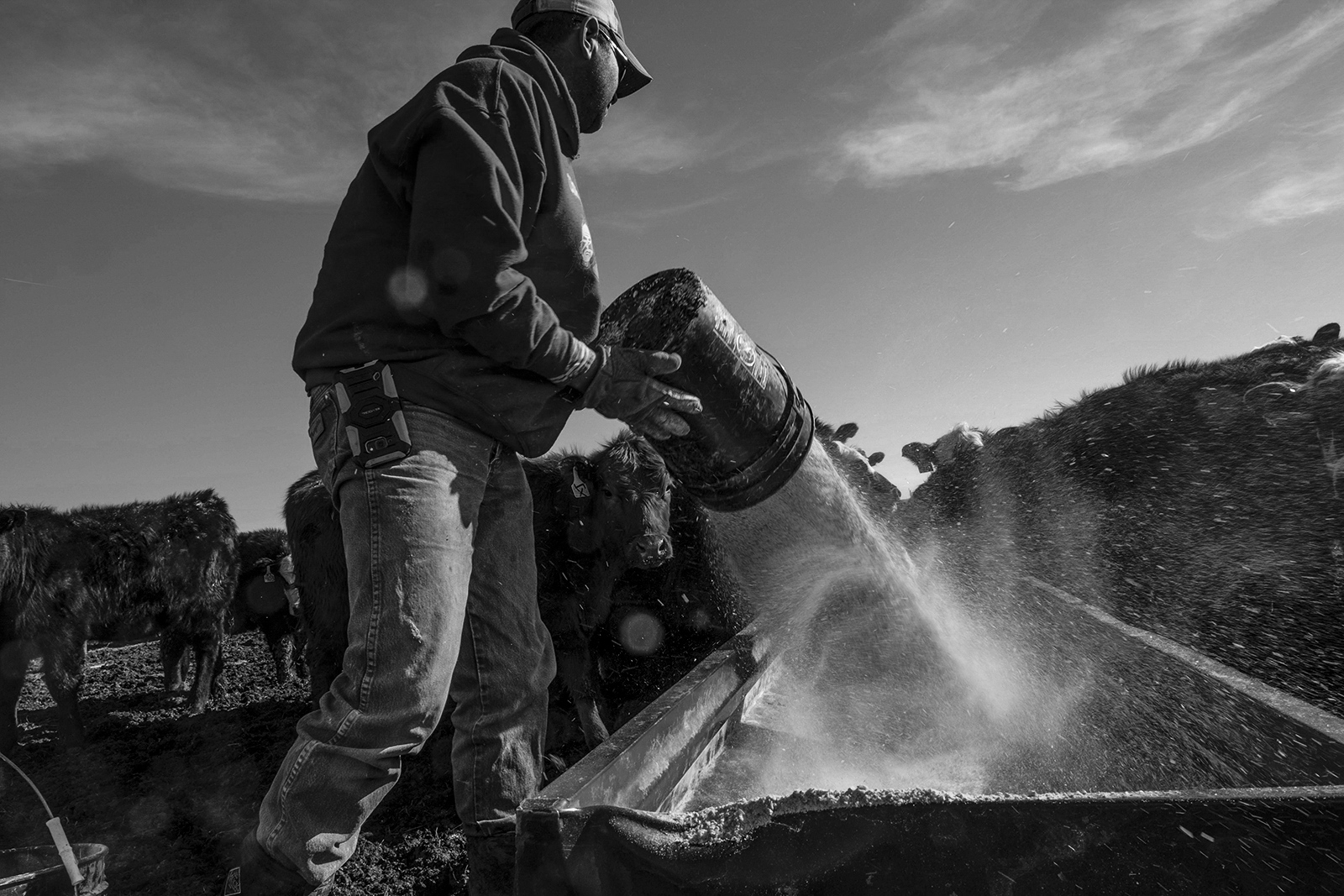  Aaron Webb feeds a pasture full of pregnant cows. The Webb family has about 250 cows. Grain...
