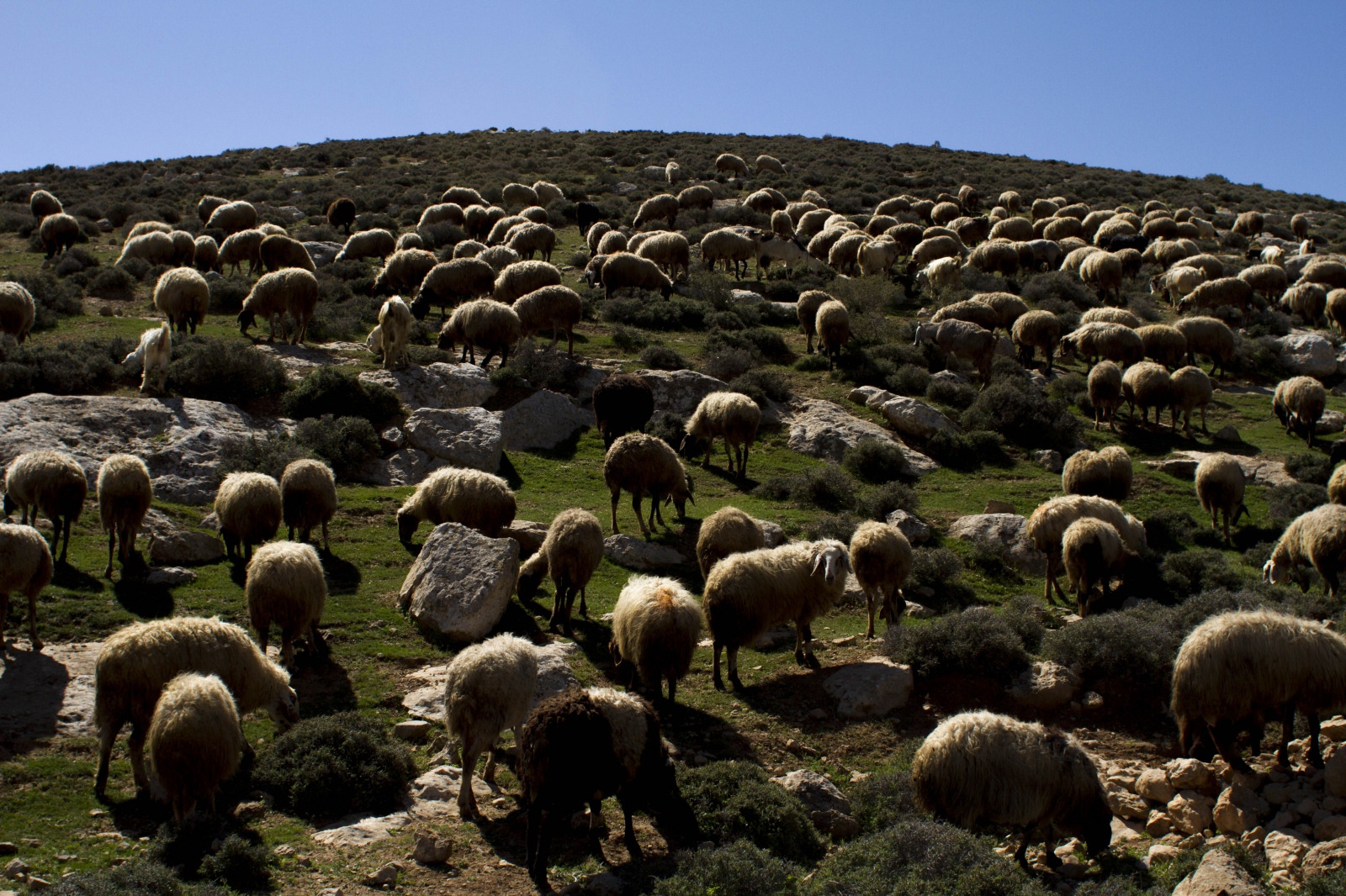 A Shepherd in Tuba - The Jundiyeh family graze their livestock in the valleys...