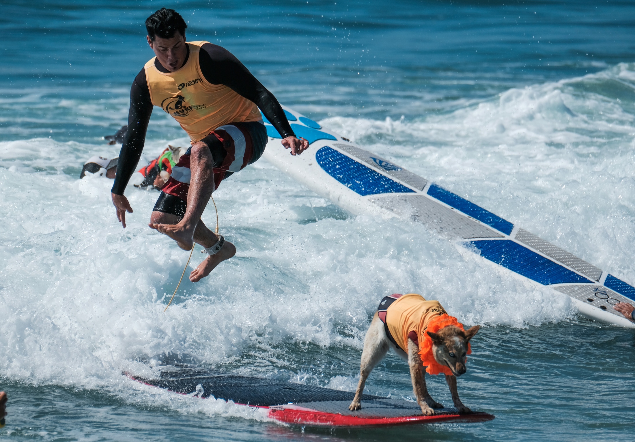 Surf City Surf Dog - 