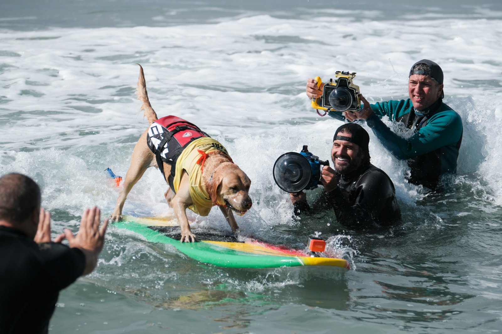 Surf City Surf Dog