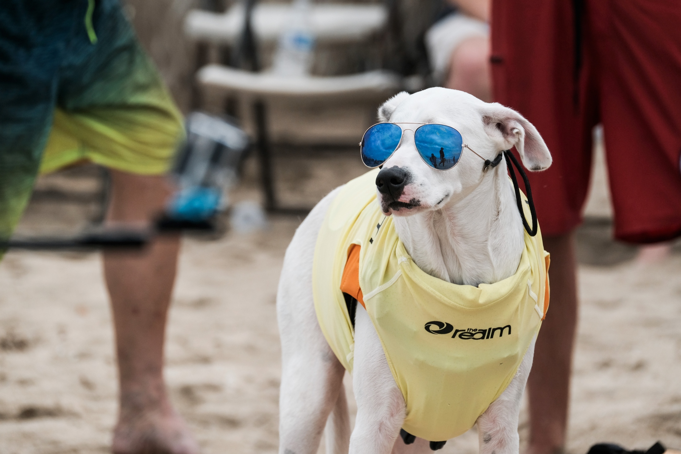 Surf City Surf Dog - 