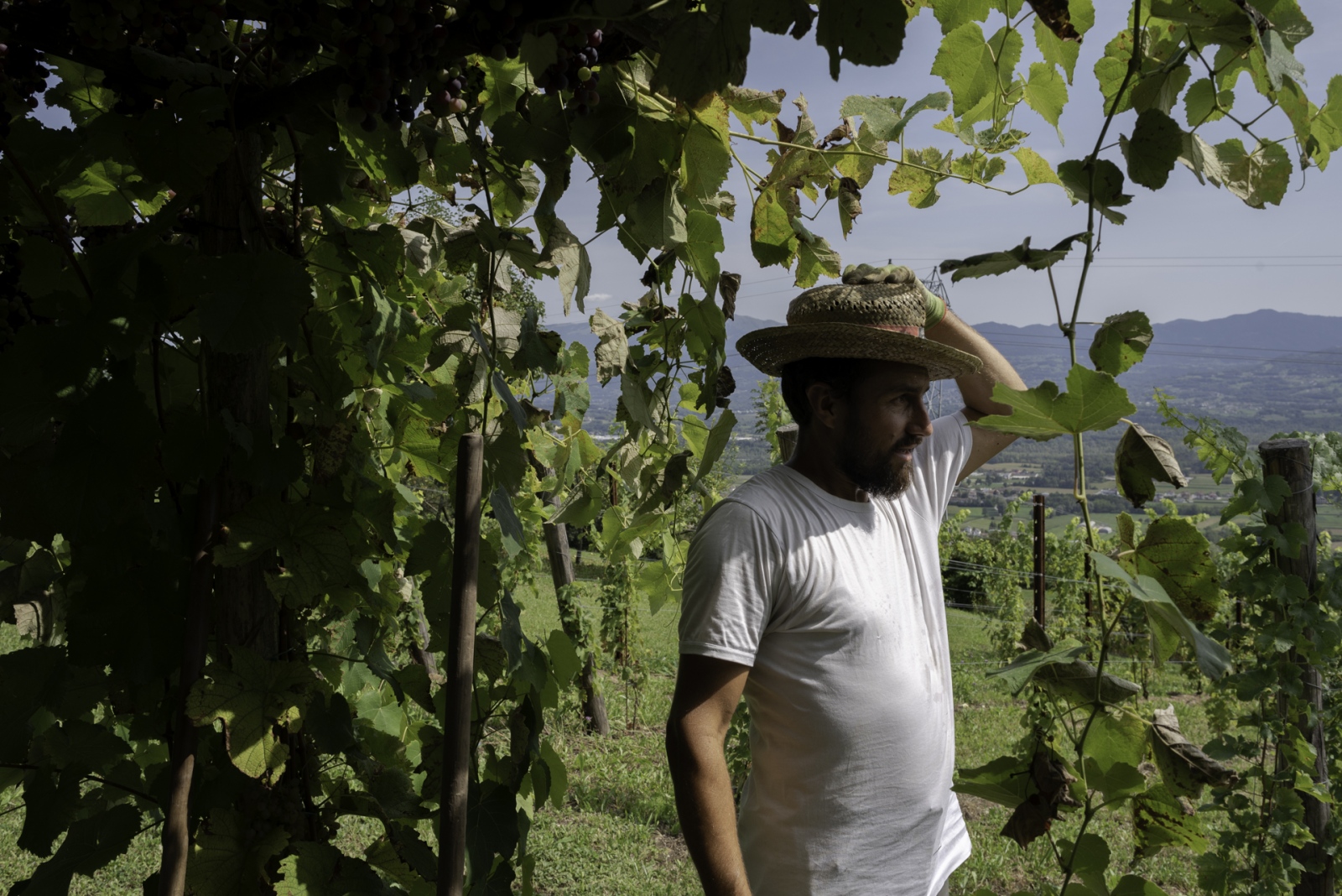 Filippo De Martin, viticoltore ..., San Gregorio nelle Alpi (BL).