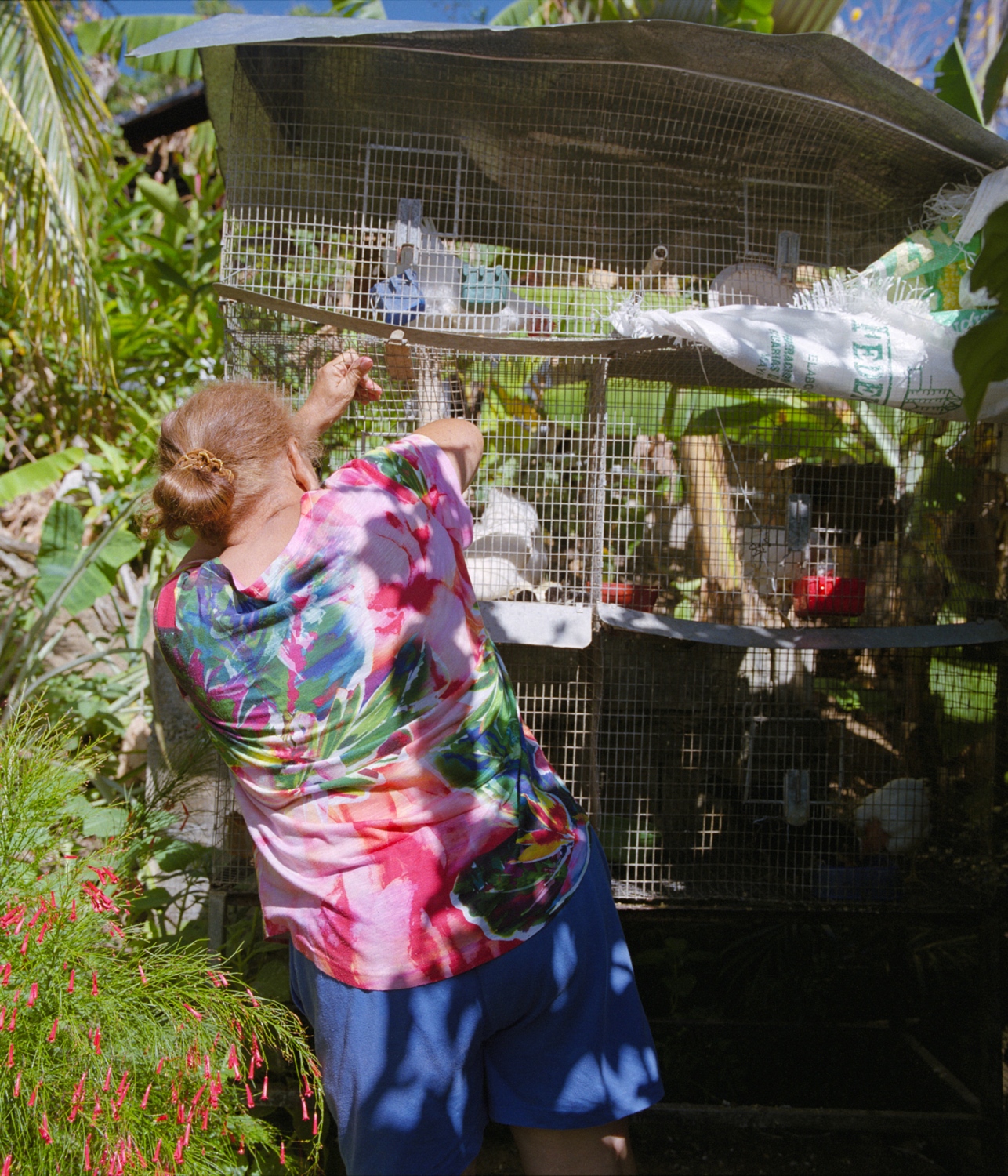La Isla Del Encanto; Borikén - My grandmother, Amparo, feeds her chickens and other...