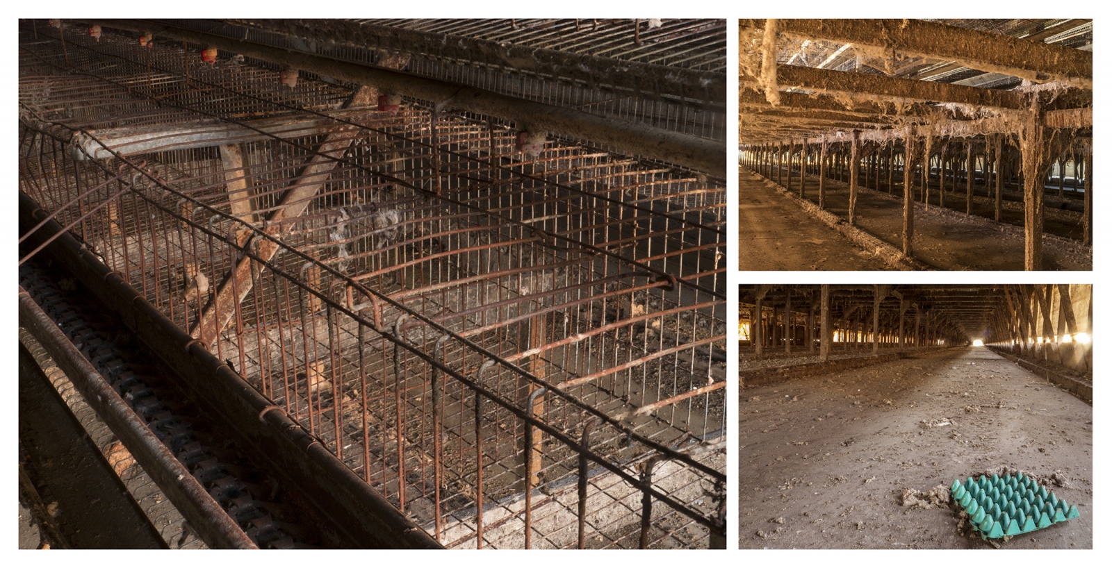 A&amp;L Poultry - Abandoned Battery Cage Facility, 2013