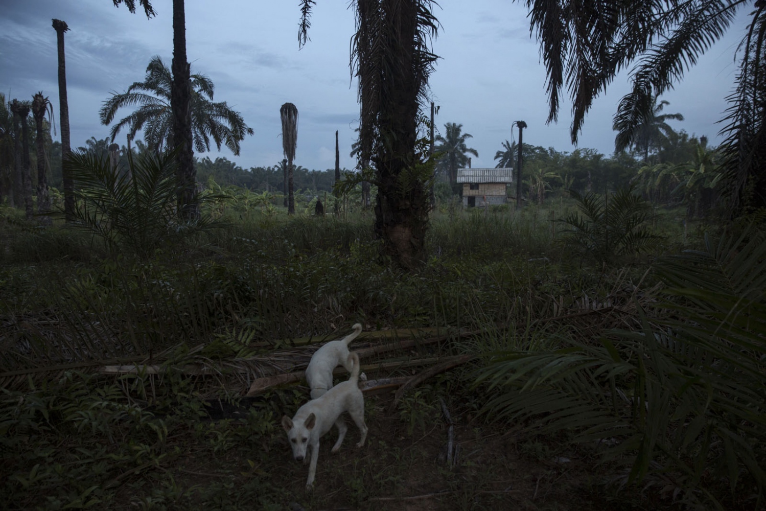 A house in Klong Sai Pattana village stands in a clearing in what once was a palm oil plantation....