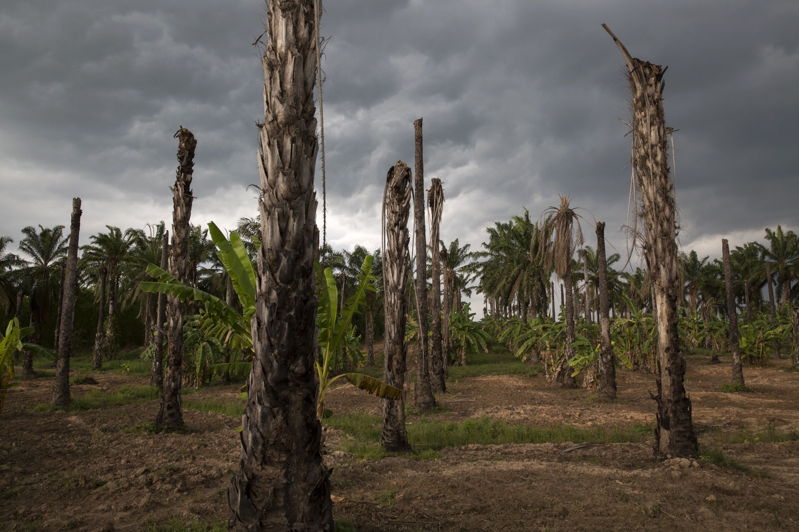 A VILLAGE UNDER SIEGE - A storm approaches an area of dead palm oil trees within...