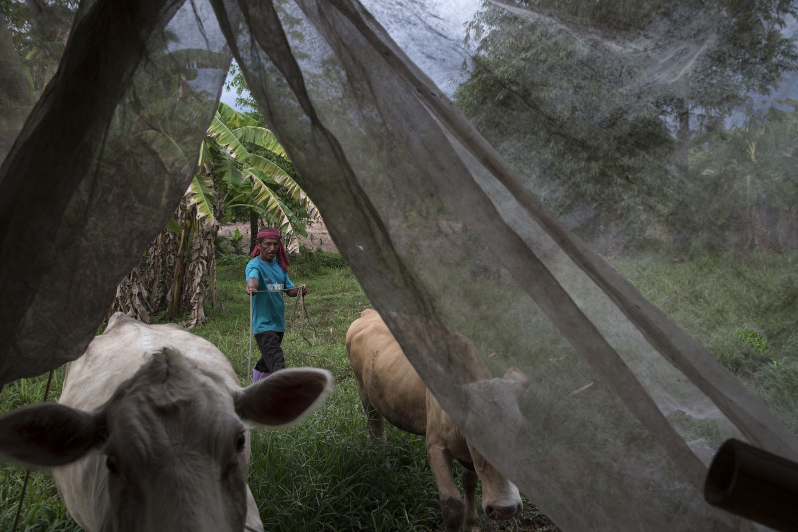 A VILLAGE UNDER SIEGE - Sukon Dongwun, 54, moves cows in to their pen for the...