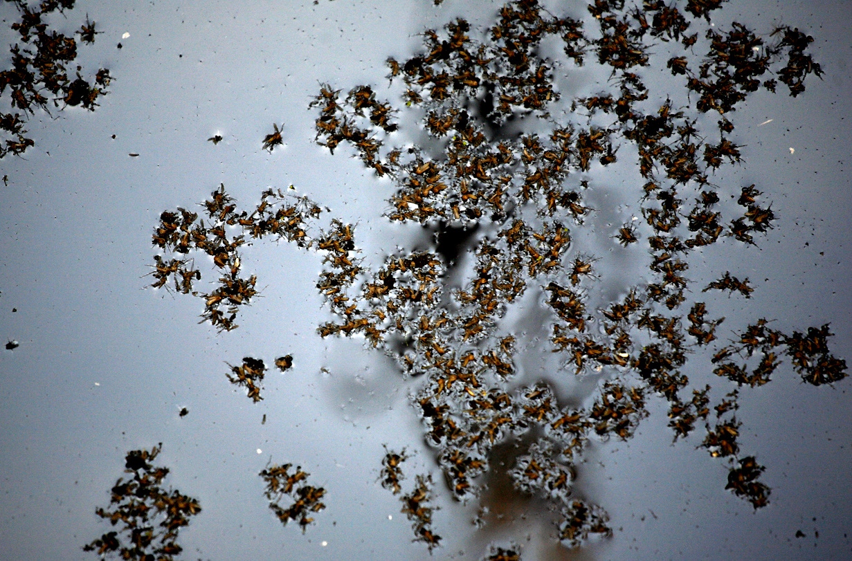 Water Borne -  Mosquitos swarm and die while feeding on well water at a...