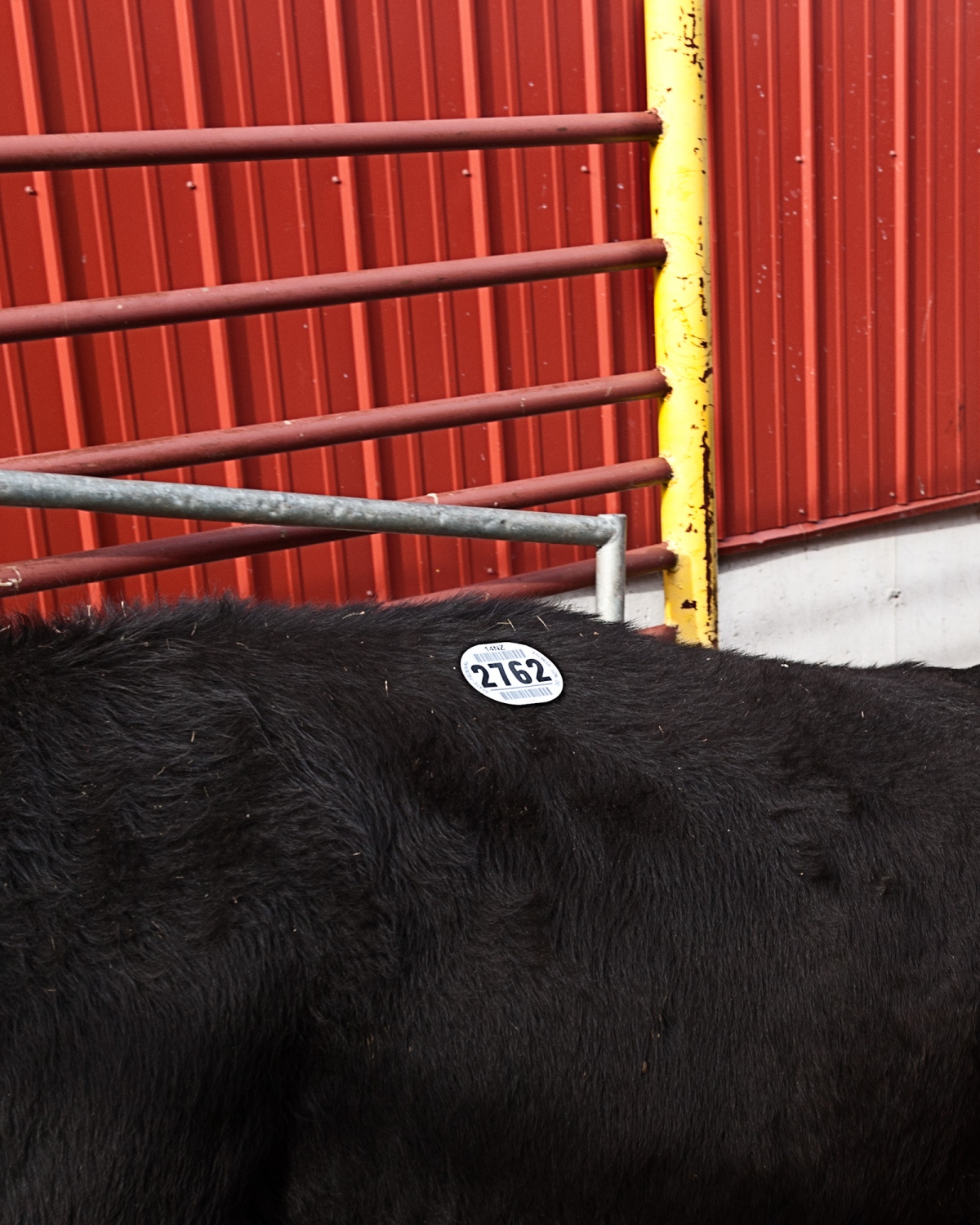 Considered -  Upon arrival, a numbered sticker is placed on each cow,...