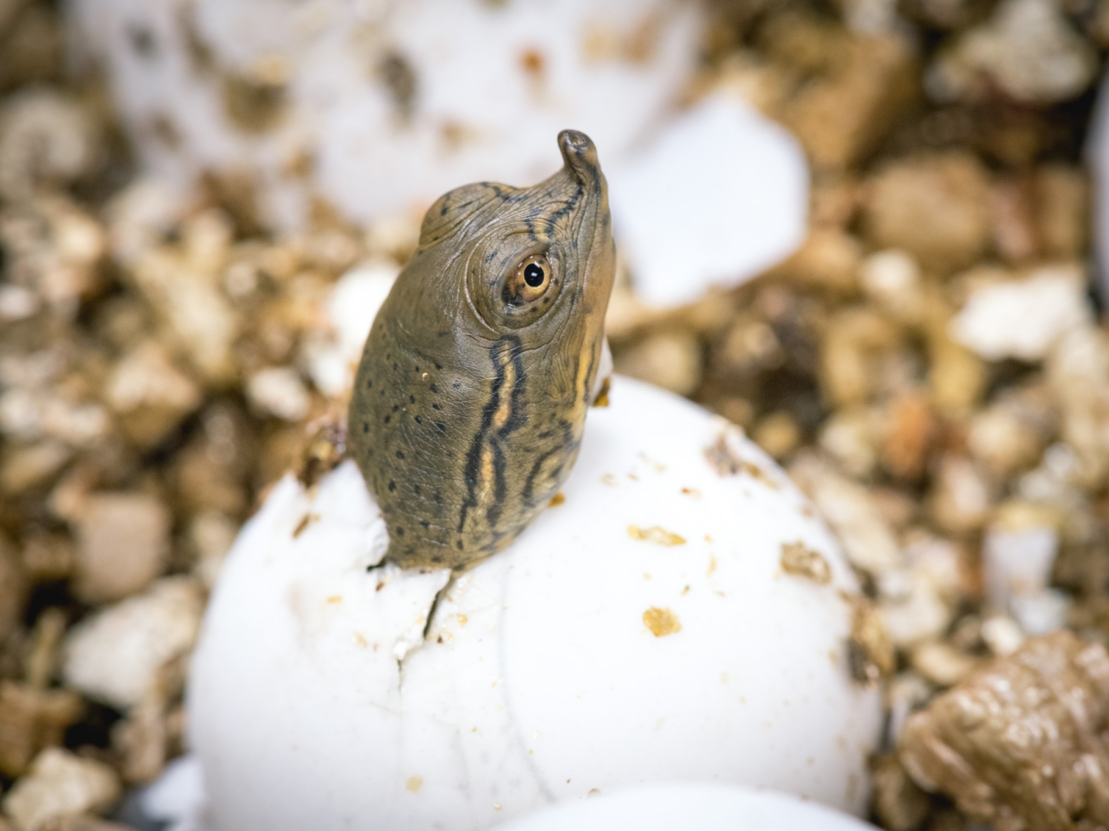 A spiny softshell turtle hatches from it&#39;s shell.