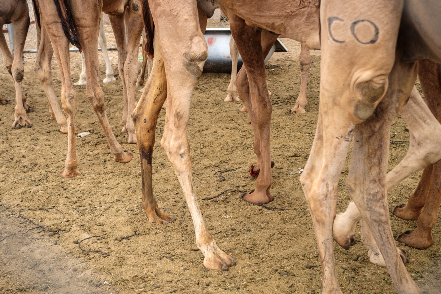  Camels waiting to be sold at t... Abu Hammour district of Doha. 