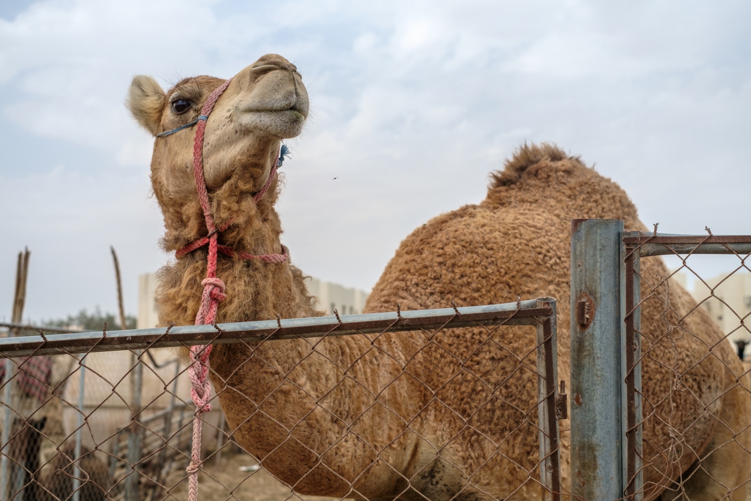  A camel waiting to be sold at ... curious and gorgeous animals. 