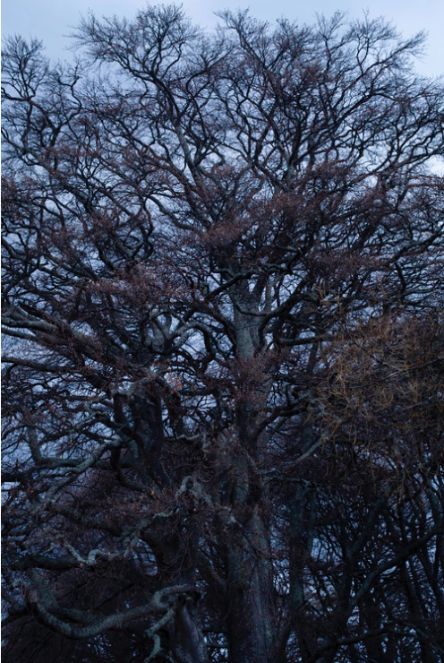 An oak tree at The Macallan Estate in Craigellachie, Scotland.