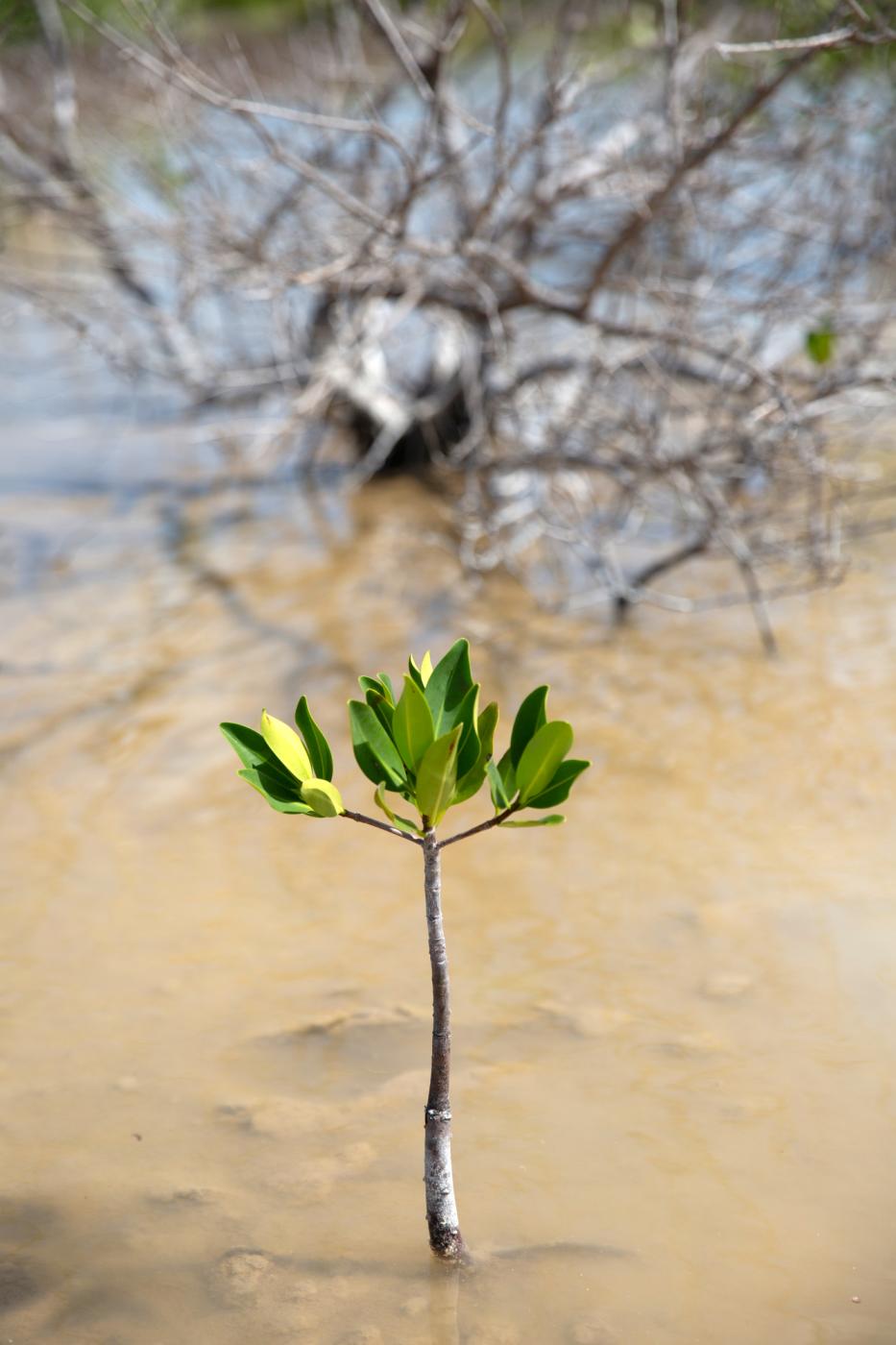 A young red mangrove (Rhizophor...énédicte Desrus Progreso Mexico