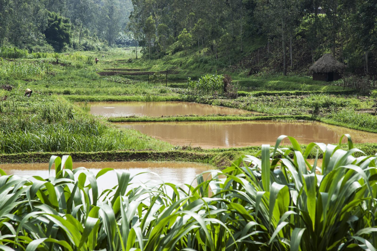 Rice Fields Rwanda