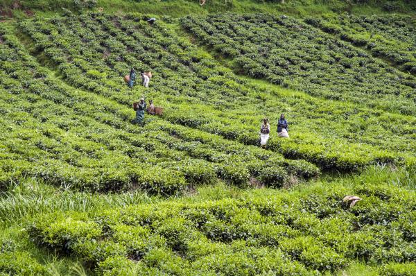 Tea Fields Rwanda | Buy this image