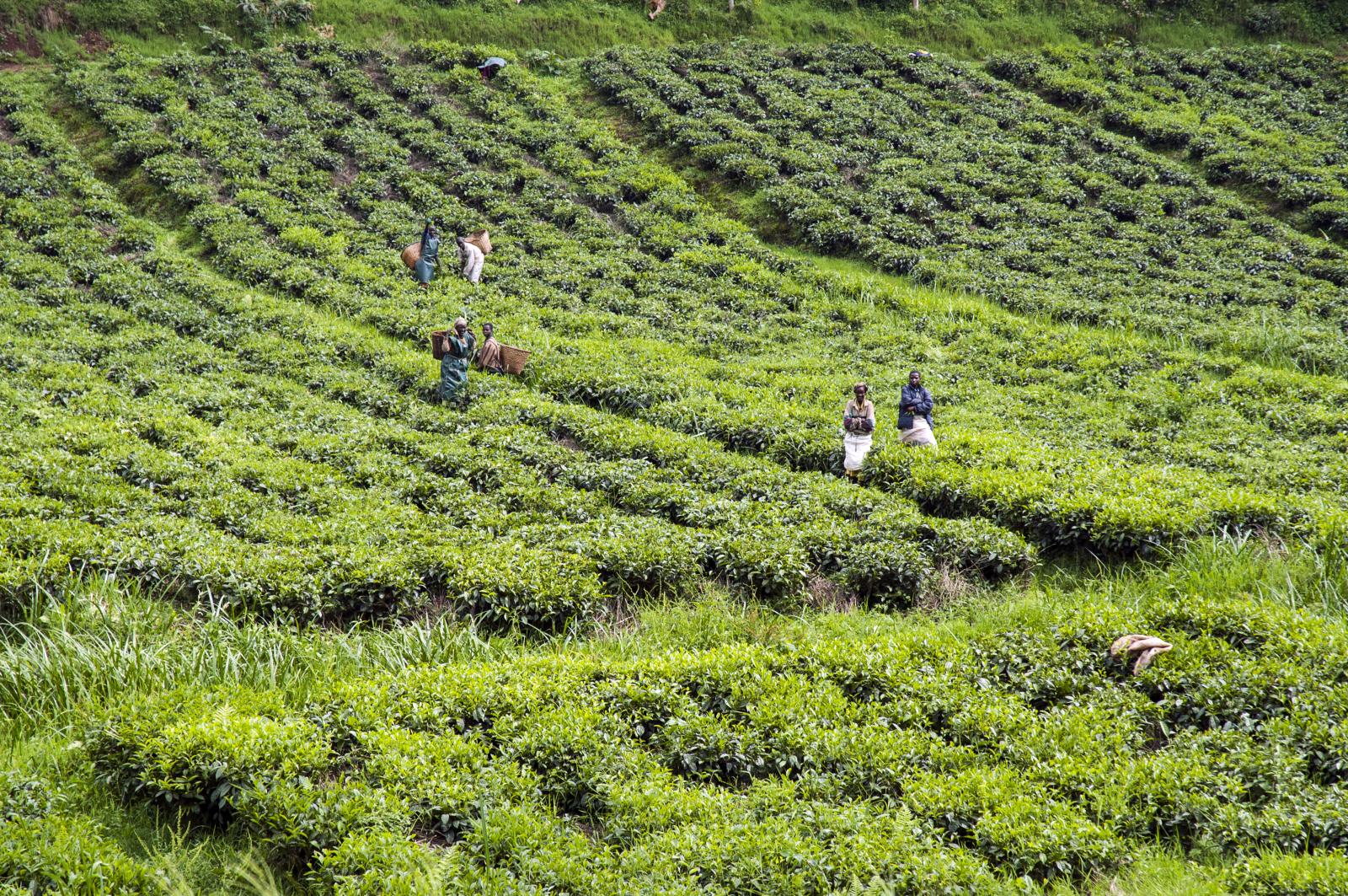 Tea Fields Rwanda