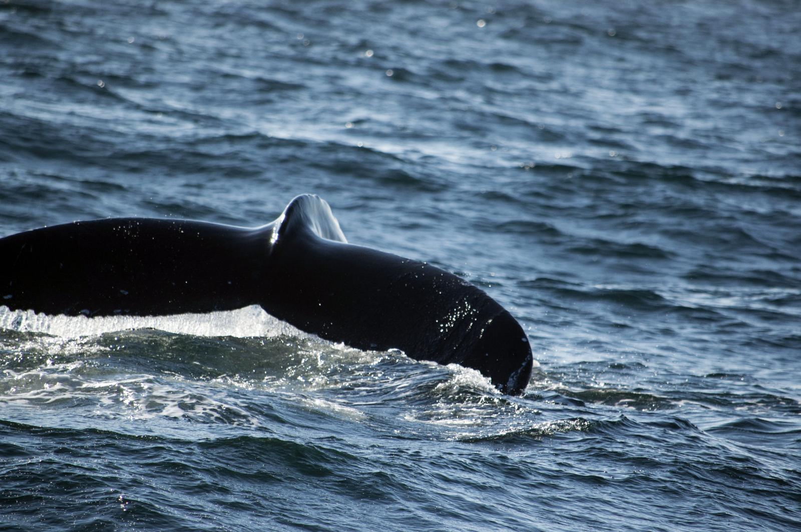 Miracle of the Ocean