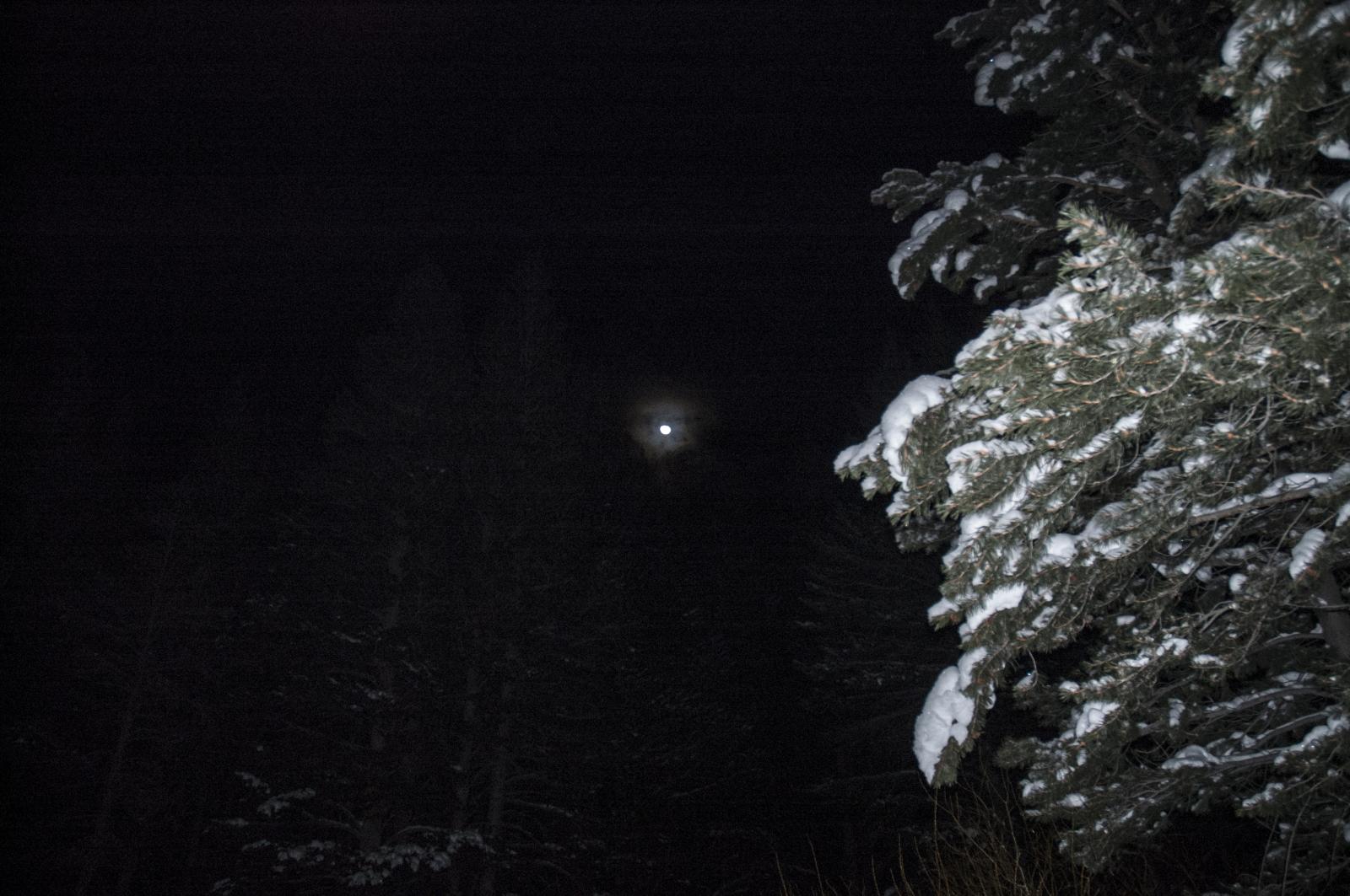 Moon Through Spruce
