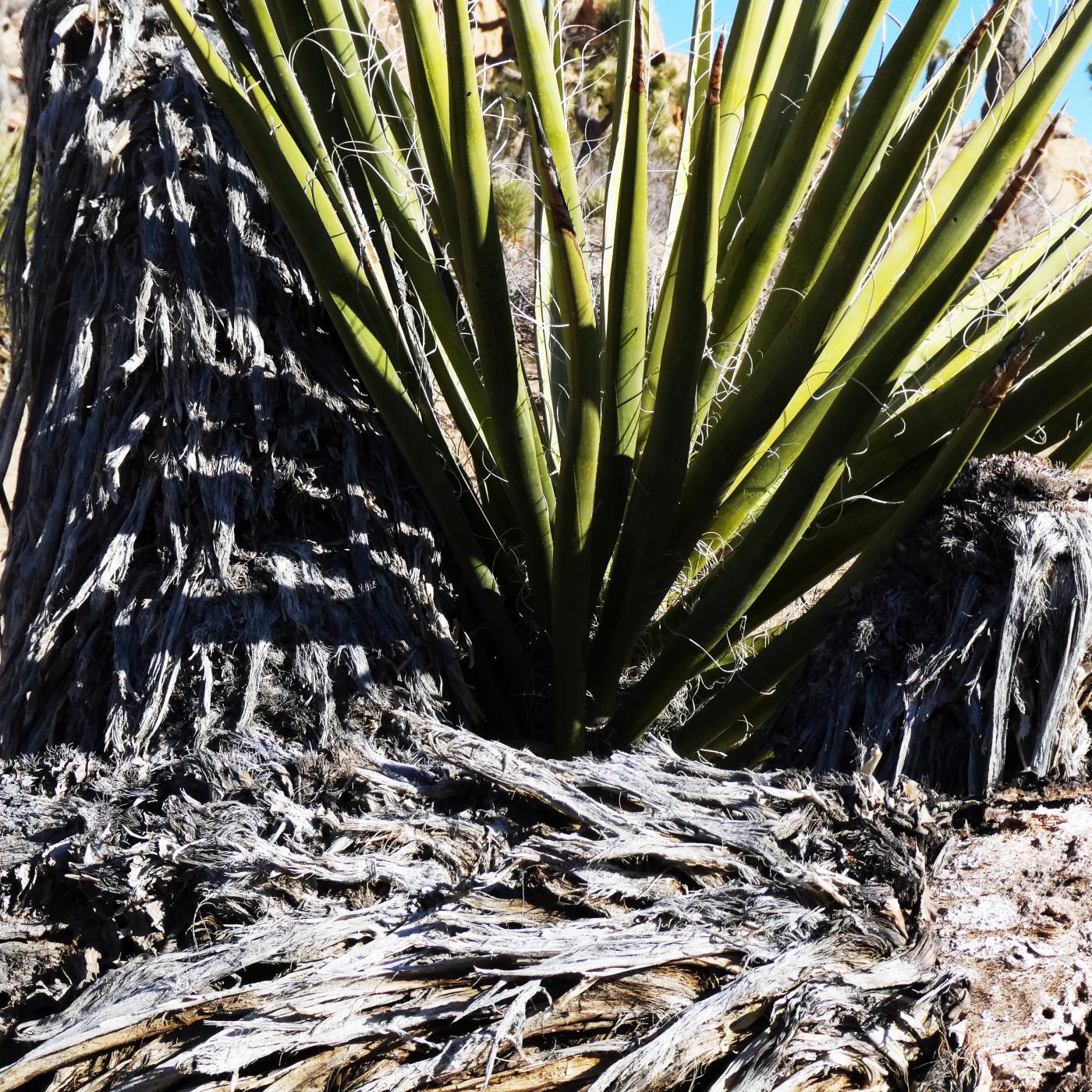 Burst of Yucca