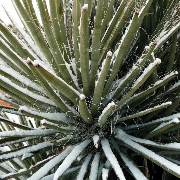 Yucca Snow Queen | Buy this image