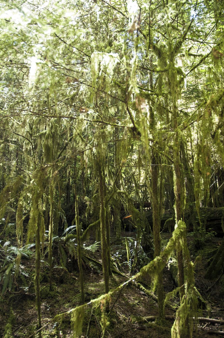 Merlin's Forest