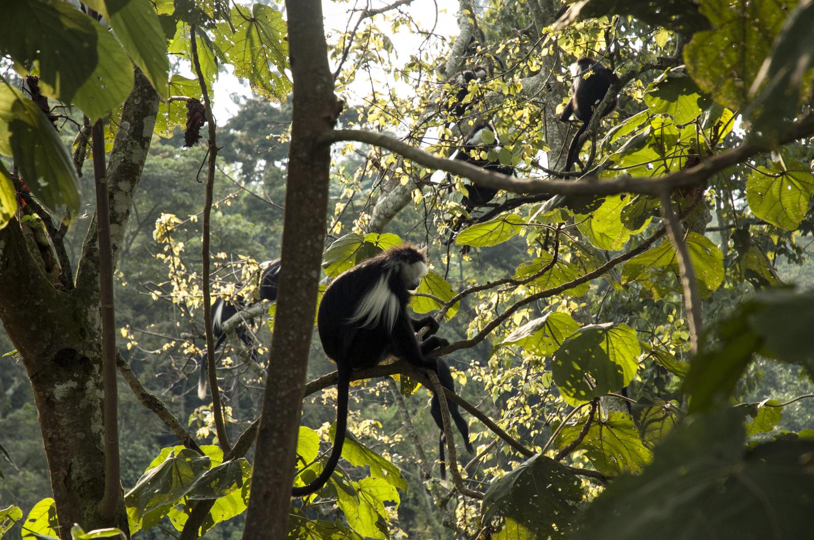 Nyungwe Forest