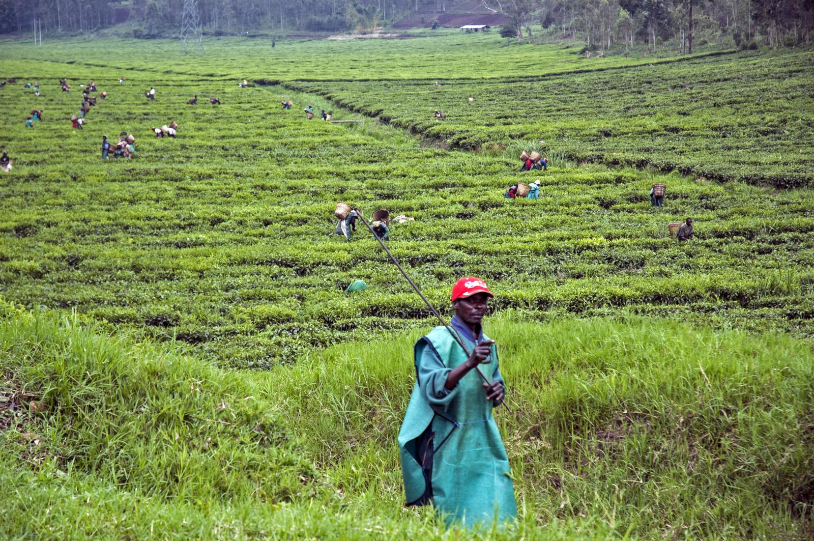 Foreman of Rwandan Tea Fields With His Whip