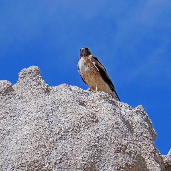 Falcon On Top Of Joshua Tree | Buy this image