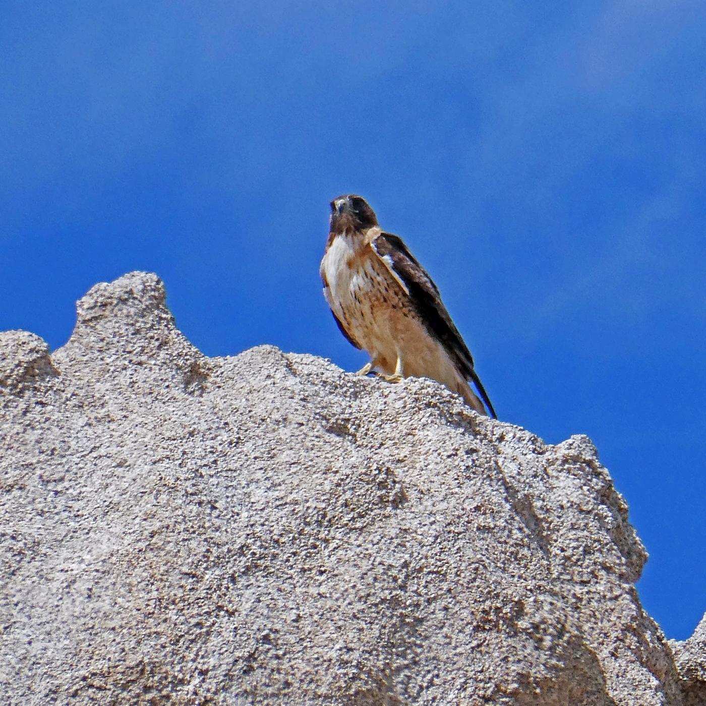Falcon On Top Of Joshua Tree
