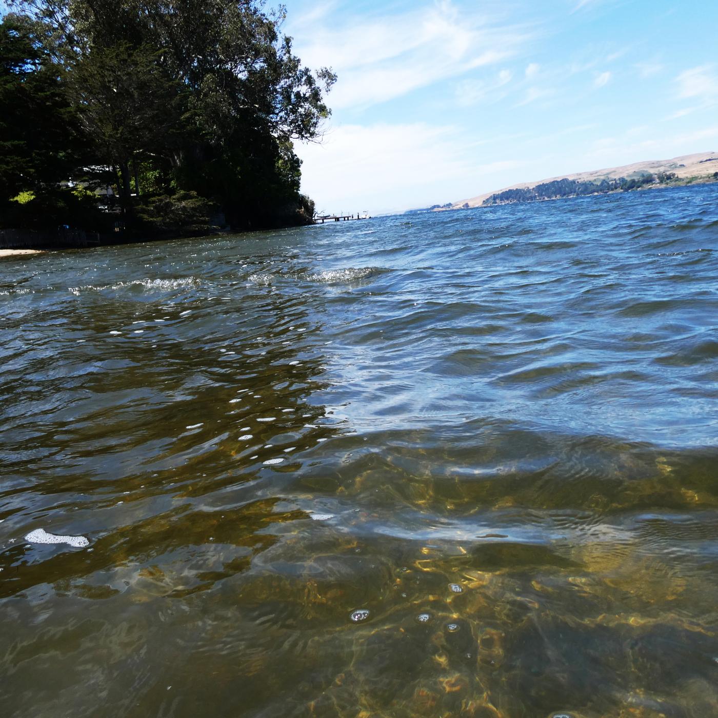Swimming in Tomales Bay  | Buy this image